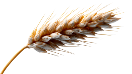 Isolated Ripe Wheat Spike Macro Shot, cut out transparent