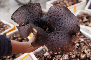 Wild sarcodon imbricatus, edible mushroom