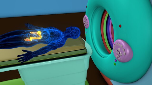 Human large intestine anatomy with CT scan. 3d illustrations