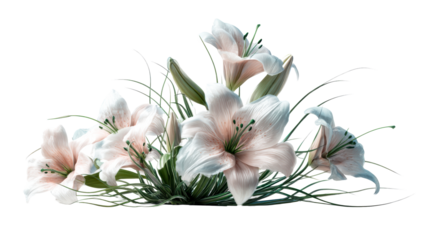 Light Pink Lily Flowers with Green Stems on White, cut out transparent