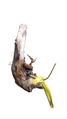 Background and textured of Orchids grown on old logs. Garden ornaments for hanging from tree branches.