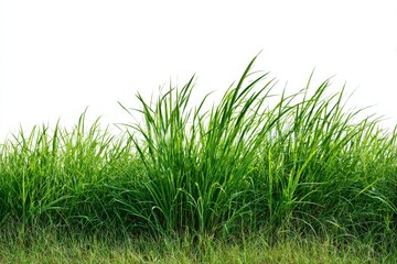 Obraz premium Lush Green Grass Swaying Gently in the Breeze on a Sunny Day