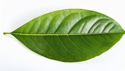 Obraz premium Avocado Leaf Isolated On A White