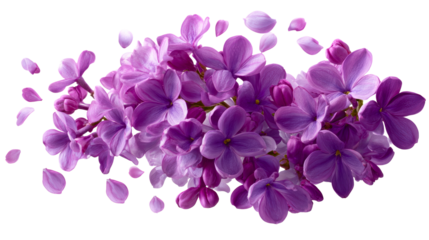 Collection of Purple Lilac Blossoms and Falling Petals, cut out transparent