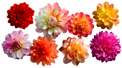 Collection of Eight Vibrant Dahlia Flower Blooms, cut out transparent