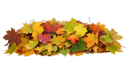 Pile of autumn maple leaves on white background