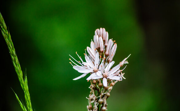 Asphodelus albus with blurred background

