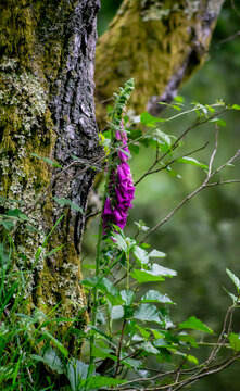 Wild Foxglove flower (Digitalis purpurea) blooming next to a mossy tree trunk in a lush forest.