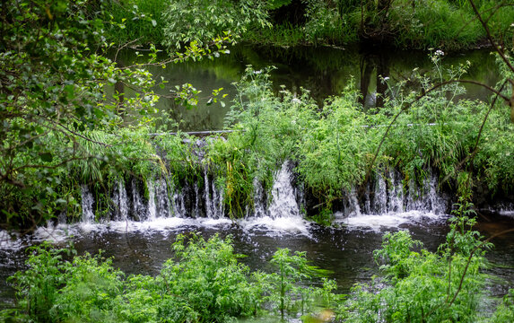 Wild nature: Small waterfall overgrown with lush green forest vegetation.