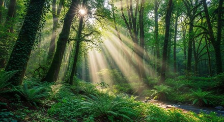 Obraz premium Sunlit Forest Symphony: Sunlight streams through the dense canopy of a lush forest, creating an ethereal spectacle of light and shadow, illuminating the vibrant greenery below.