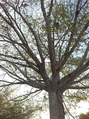 A black and gold ornate street lamp stands against a backdrop of trees and a partly cloudy sky.