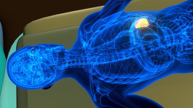 Human spleen anatomy with CT scan. 3d illustrations