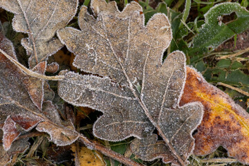 leaf is covered with frost and has a brownish-green color. The leaf lies on the ground and is...
