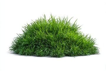 Fototapeta premium Lush Green Grass Plant Thriving in Bright Sunlight With Healthy Foliage