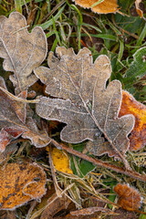 leaf is covered with frost and has a brownish-green color. The leaf lies on the ground and is surrounded by grass. autumn nature, frosty morning in the forest.