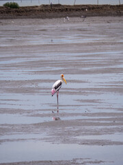 Solitary Painted Stork on Salt Flats