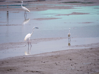 Three Egrets in a Mudflat Landscape