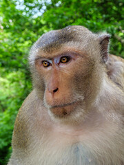 Intelligent Eyes of a Macaque