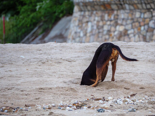 A Deep Digging Dog's Backside