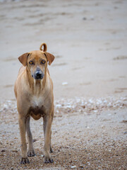 Alert Stray Dog on Sandy Beach