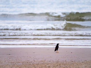 Solitary Shorebird by the Wavy Sea
