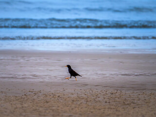 Common Myna Strolling on the Beach