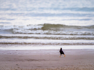 Myna's High-Stepping Stride on the Shore