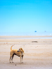 Alert Dog on Guard at the Wide Shore