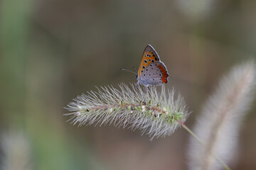 ベニシジミとエノコログサ01