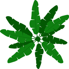 Banana tree plant leaves top view illustration © WinWin