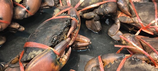 Crabs in a seafood shop
