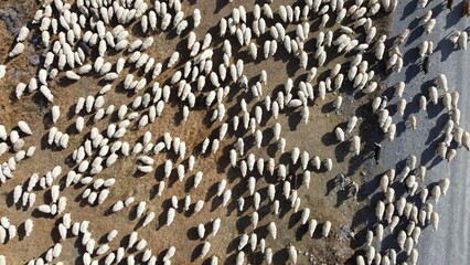 A large flock of sheep with a shepherd grazing in the mountain valley near Sno village, surrounded by the towering peaks of the Greater Caucasus, Georgia.