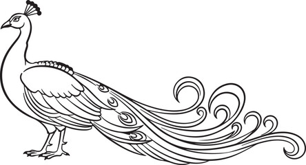 peacock vector illustration