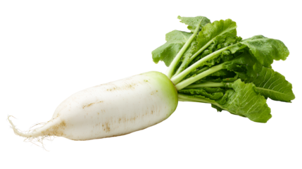 Daikon Radish with Water Droplets and Green Leaves, cut out transparent