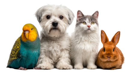 Group of diverse pets posing together, cut out transparent