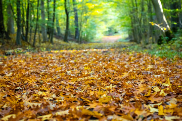 Heruntergefallende gelbe Blätter von Buchen Ahorn und Eichen auf dem Waldboden.