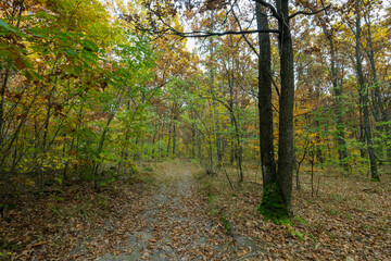 Fototapeta premium Autumn Forest Path with Fallen Leaves