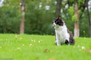 Obraz premium Fluffy Black and White Cat Sitting Gracefully on Green Grass in Park