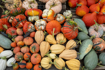 A harvest of pumpkins, squashes and Gourds
