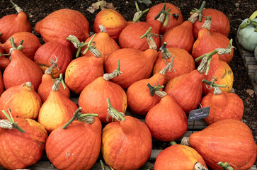 A harvest of pumpkins, squashes and Gourds
