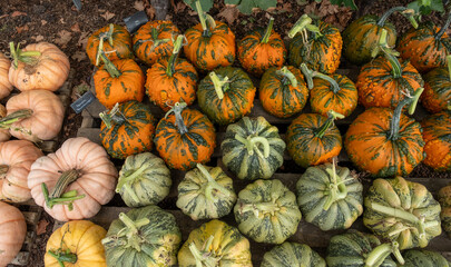 A harvest of pumpkins, squashes and Gourds
