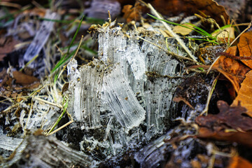 Kammeis am Waldboden nach frostiger Nacht