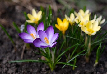 Close-up shot of flowering purple and yellow crocuses in nature