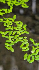 green leaves on the water