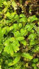 green moss background