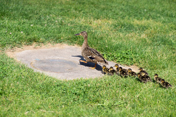 Mother duck with her ducklings walking. Ducklings with her mother.