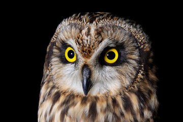 Head of short-eared owl
