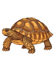 Detailed illustration of a tortoise