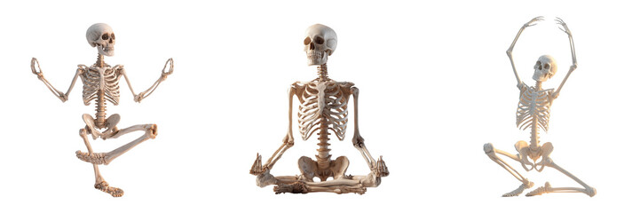 Three Skeletons Posing in Yoga and Dance isolated on a transparent background