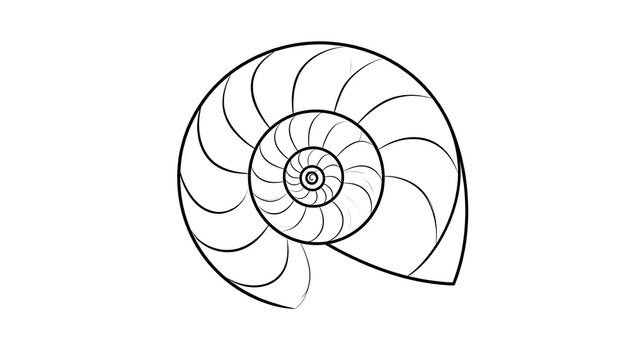 Detailed outline of a nautilus shell